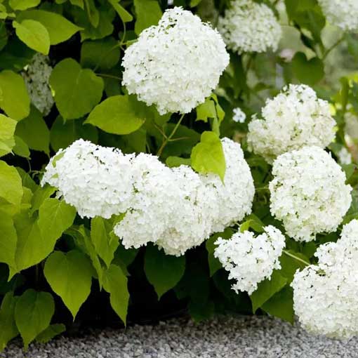 Pallohortensia